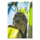 Zoek naar zwarte veren posters Natuur
