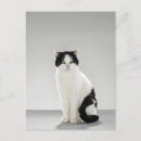 Recherche de yeux verts chat cartes postales Gris