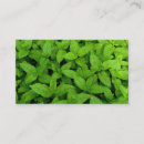 Recherche de thym cartes visite Nourriture