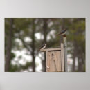 Zoek naar vogelhuis posters Natuur