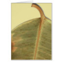 Zoek naar berk briefkaarten Rood