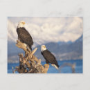 Recherche de steve cartes postales Prédateur