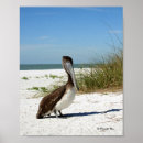 Recherche de pelican posters Floride
