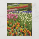 Recherche de jacinthe cartes postales Environnement