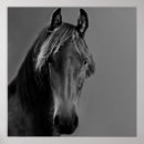 Recherche de cheval dressage posters Chevaux