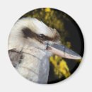 Recherche de aile bleue magnets Faune