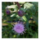 Zoek naar paars posters Lente