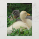 Recherche de canette cartes postales Jaune