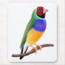 Recherche de oiseaux chanteurs tapis souris Faune
