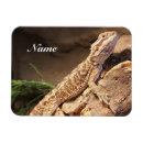 Recherche de lézard magnets Animal