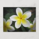 Zoek naar frangipani briefkaarten Bloesem