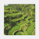 Recherche de riz magnets Ferme