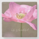 Recherche de pavot photographie Rose