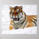 Recherche de crocs posters Tigre