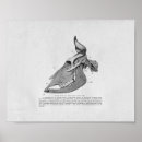 Recherche de crâne de taureau posters Vache