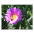Recherche de marguerite de gerbera posters Jardin