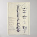 Recherche de vertébré posters Anatomie