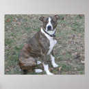 Recherche de pitbull posters Animal de compagnie