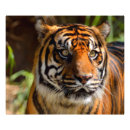 Recherche de yeux de tigre posters Chat