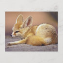 Recherche de le fennec posters Fourrure