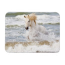 Recherche de sainte marie de la mer magnets Ranch