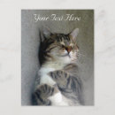 Recherche de short cartes postales Animal
