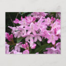 Recherche de rhododendron cartes postales Nature