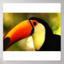 Recherche de oiseau exotique posters Faune