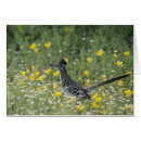 Recherche de roadrunner cartes postales Plumes