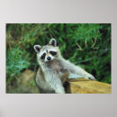 Recherche de raton laveur posters Sauvage