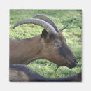 Recherche de klaxons magnets Chèvre