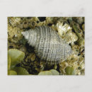 Recherche de faune marine cartes postales Plage