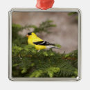 Recherche de chardonnerets ornements Nature