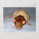 Recherche de dumbo cartes postales Animal
