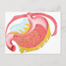 Recherche de organes internes cartes postales Duodénum