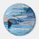 Recherche de dolphin magnete Dauphin