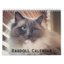 Recherche de ragdoll Poupée