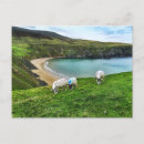 Recherche de paysage irlandais cartes postales Mouton