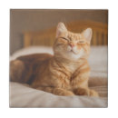 Recherche de chaton carreaux Animaux familiers