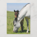 Recherche de poulain jument cartes postales Colt