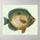 Recherche de ailerons posters Animal