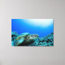 Recherche de tortue mer toiles Vie marine