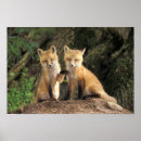 Recherche de terrier renard posters Animal