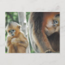 Zoek naar baby chimpansee briefkaarten Wild