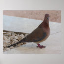 Recherche de pigeons posters Oiseau