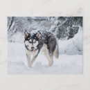 Recherche de chien heureux cartes postales Amoureux de les chiens