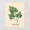 Recherche de persil cartes postales Herbe