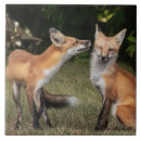 Zoek naar broers tegels Dieren