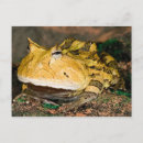 Recherche de cornus cartes postales Un