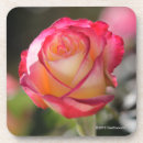 Recherche de thé hybride Rose de thé